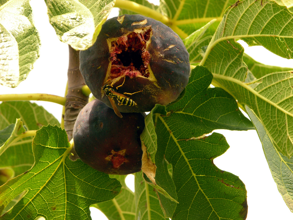 معرفی و راهنمای پرورش گیاهان زینتی - انجیر